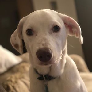 Meet your Posher, Veronica